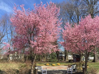 Prunus x incam 'Okamé' (Okamé Cherry) trees covered in pink blossom in a garden, with white benches, a paved area and bare trees behind.