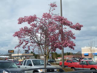 Prunus x incam 'Okamé' (Okamé Cherry), a young tree in full pink blossom on bare branches, planted in a car park under a cloudy sky.