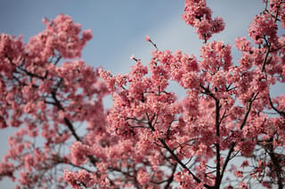 Prunus x incam 'Okamé' (Okamé Cherry) branches densely covered in pink blossom clusters, set against a pale blue sky.
