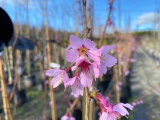 Prunus x incam 'Okamé' (Okamé Cherry) in flower, with pink blossoms and yellow stamens on a bare stem, and rows of nursery trees blurred behind.