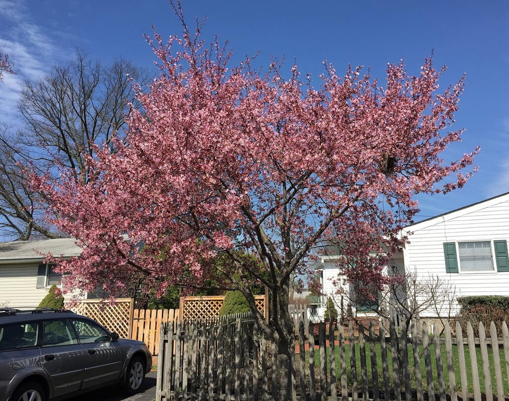 Prunus x incam 'Okamé' (Okamé Cherry) in full pink blossom on bare branches, growing behind a picket fence in a suburban garden under blue sky.