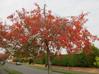 Prunus x subhirtella 'Autumnalis Rosea' (Higan Cherry) in autumn, with red and orange leaves on spreading branches beside a suburban street and hedge.