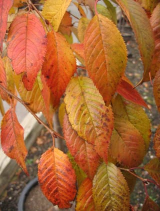 Prunus x subhirtella 'Autumnalis Rosea' (Higan Cherry) foliage in autumn, with serrated leaves turning orange, red and yellow on slender branches.