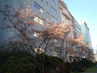 Prunus x subhirtella 'Autumnalis Rosea' (Higan Cherry), a bare-branched tree with pale pink blossom lit by sunlight, growing beside a multi-storey apartment building.