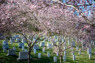 Prunus x subhirtella 'Autumnalis Rosea' (Higan Cherry) with pale pink blossom on bare branches, growing over a grassy lawn with white headstones.