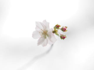 Prunus x subhirtella 'Autumnalis Rosea' (Higan Cherry) blossom, a pale-pink open flower with golden stamens beside three deep pink buds, on a soft white background.