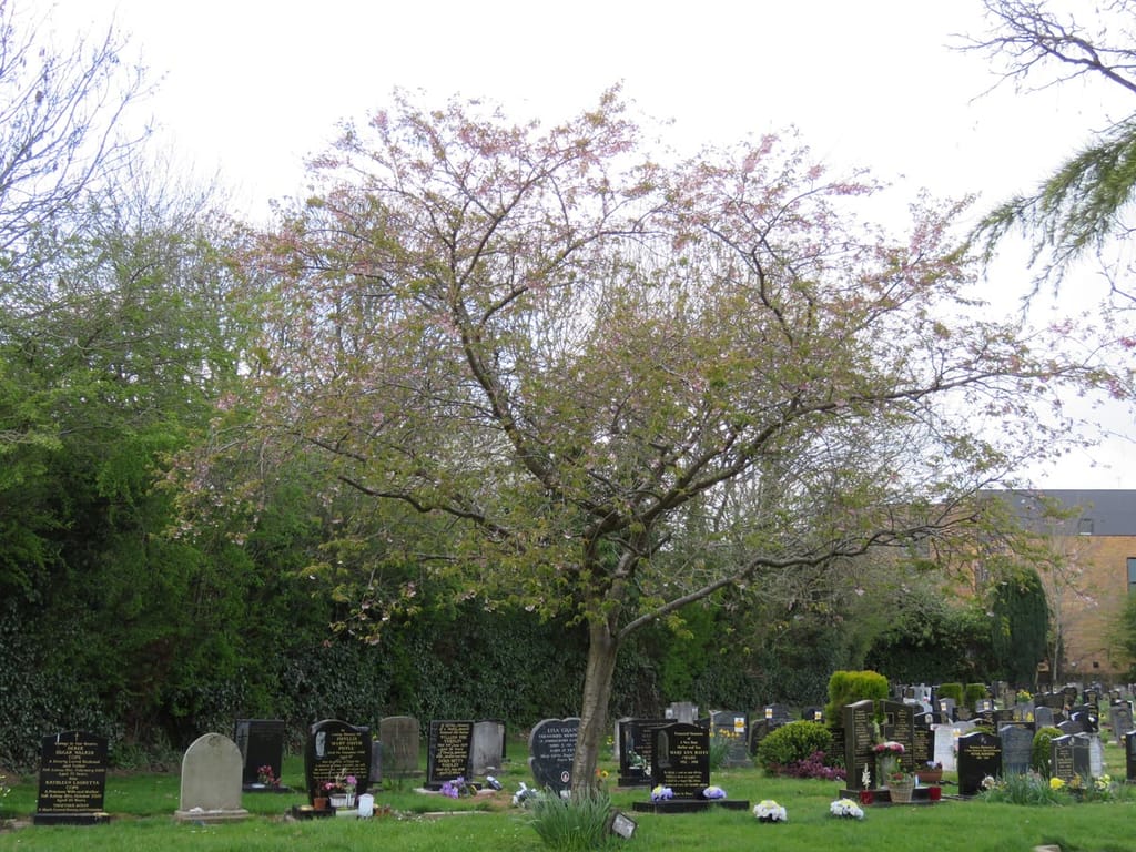 Prunus x subhirtella 'Autumnalis Rosea' (Higan Cherry), a small spreading tree with pale pink blossom and emerging leaves, growing on a lawn beside gravestones.