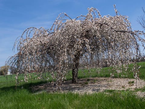 Prunus x subhirtella 'Falling Snow'