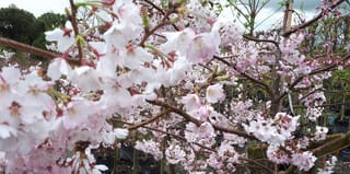 Prunus x subhirtella 'Peggy Wilson' (Higan Cherry) in full bloom, with clusters of pale blush-pink blossoms on bare branches in a nursery.