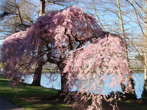 Prunus x subhirtella 'Pendula Rosea'