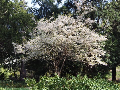 Prunus x subhirtella 'Southern Gem'