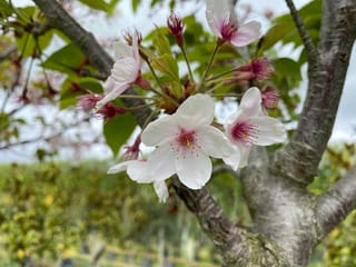 Prunus x yedoensis (Yoshino Cherry) blossom cluster with white petals, pink centres and unopening buds, on a grey branch with fresh green leaves.