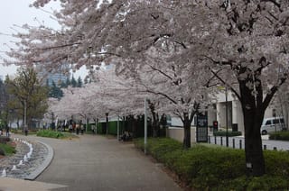 Prunus x yedoensis (Yoshino Cherry) trees in full pale pink-white blossom, arching over a curved urban footpath with hedges, pedestrians and a small pebble water feature.