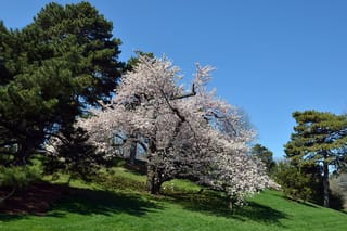 Prunus x yedoensis (Yoshino Cherry) in full white-pink blossom on a grassy slope, with dark green pines and a clear blue sky behind.