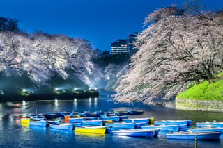 Prunus x yedoensis (Yoshino Cherry) trees in full pale pink-white blossom, lit at dusk beside a moat with moored blue and yellow rowing boats.