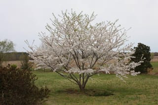 Prunus x yedoensis, Yoshino Cherry, in full white blossom with a spreading multi-stemmed form, standing alone on a grassy lawn.