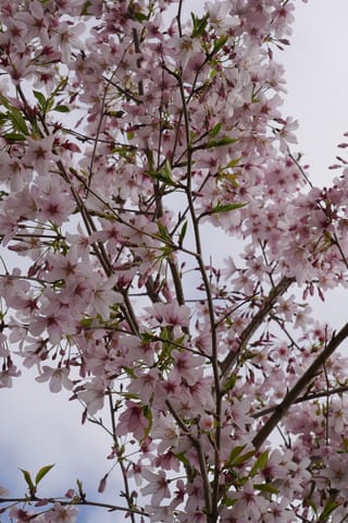 Prunus x yedoensis 'Awanui' (Yoshino Cherry) branches covered in pale pink blossoms and dark buds, with small fresh green leaves against a cloudy sky.