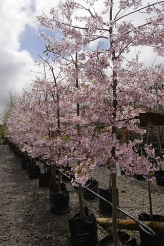 Prunus x yedoensis 'Awanui' (Yoshino Cherry) in full pale pink blossom, a row of upright standard trees in black planter bags on gravel.