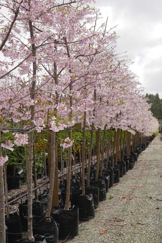 Prunus x yedoensis 'Awanui' (Yoshino Cherry) in full pale pink blossom, a long row of staked trees in black planter bags along a nursery path.