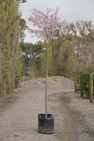 Prunus x yedoensis 'Awanui' (Yoshino Cherry), a tall bare-stemmed young tree in a black planter bag, with pale pink blossom at the top, on a gravel nursery track.