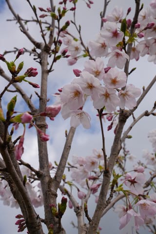 Prunus x yedoensis 'Awanui' (Yoshino Cherry) with pale blush-pink blossoms and pink buds on upright grey-brown branches against a cloudy sky.