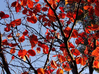 Prunus x yedoensis 'Mountain Haze' (Yoshino Cherry) in autumn, with bright orange-red leaves on dark branches against a clear blue sky.