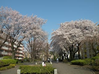 Yoshino Cherry (Prunus x yedoensis 'Mountain Haze') trees in full pale-pink blossom lining a paved path between apartment blocks under a clear blue sky.