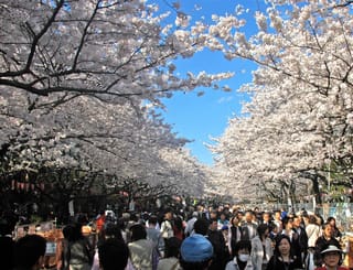 Prunus x yedoensis 'Mountain Haze' (Yoshino Cherry) in full white blossom, its branches arching over a busy crowd of people beneath a blue sky.