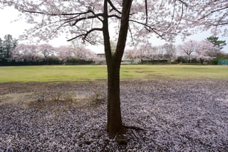 Prunus x yedoensis 'Mountain Haze' (Yoshino Cherry) in full pale-pink blossom, with fallen petals carpeting the ground around its dark trunk.
