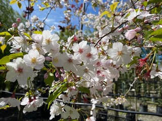 Prunus x yedoensis 'Mountain Haze' (Yoshino Cherry) branches covered in white-pink blossoms and pink buds, with fresh green leaves, against blue sky at a nursery.