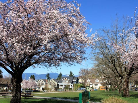 Prunus x yedoensis 'Mountain Haze'