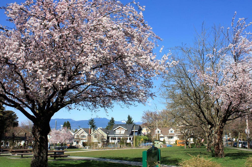 Prunus x yedoensis 'Mountain Haze' (Yoshino Cherry) in full pale-pink blossom on a park lawn, with houses and mountains under a blue sky.