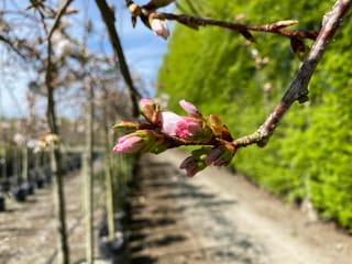 Prunus x yedoensis 'Perpendens' (Yoshino Cherry) branch with pink blossom buds opening, set against a green hedge and nursery rows of staked trees.