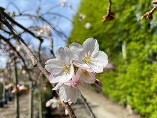Prunus x yedoensis 'Perpendens' (Yoshino Cherry) with white to pale pink blossoms and yellow stamens on bare, arching branches beside a nursery path.