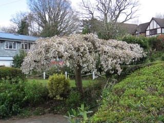 Prunus x yedoensis 'Perpendens' (Yoshino Cherry), a small weeping tree with a single trunk and cascading branches covered in white blossom, in a garden.