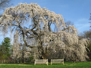 Prunus x yedoensis 'Perpendens' (Yoshino Cherry), a mature weeping tree covered in white blossom, with two white benches on lawn under blue sky.