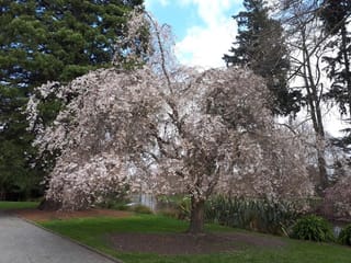 Prunus x yedoensis 'Perpendens' (Yoshino Cherry), a weeping tree covered in pale pink blossom, growing on a lawn beside a path and pond.
