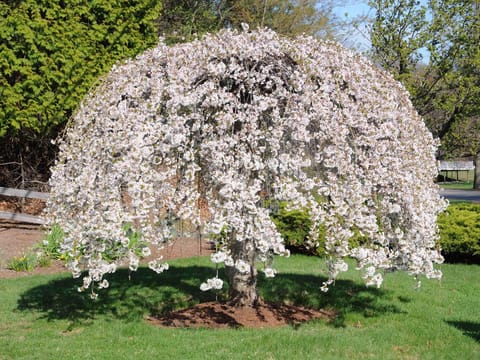 Prunus x yedoensis 'Perpendens'