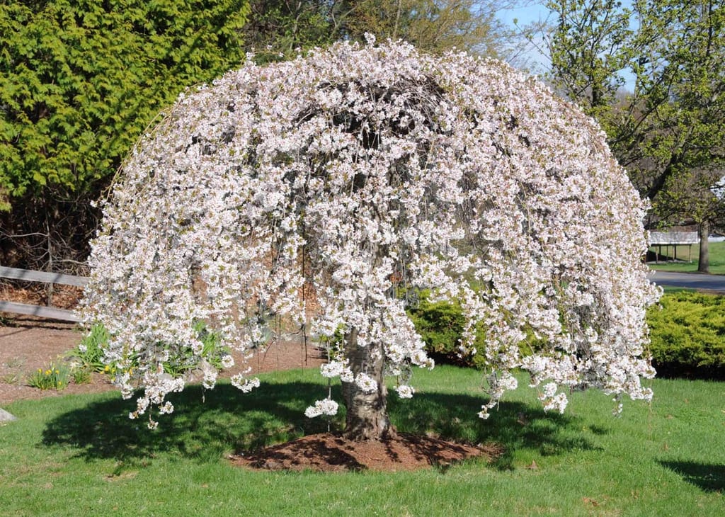 Prunus x yedoensis 'Perpendens' (Yoshino Cherry), a weeping tree covered in pale pink-white blossom, with branches cascading to the ground over a lawn.