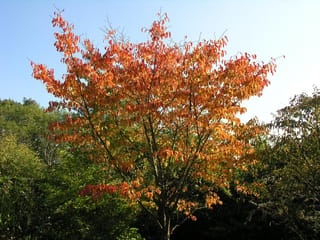 Prunus x yedoensis 'Te Mara' (Yoshino Cherry) in autumn, with orange and red leaves on upright branches against a blue sky and green trees.