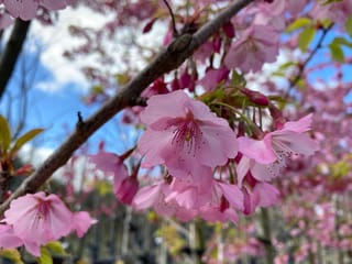 Prunus x yedoensis 'Te Mara' (Yoshino Cherry) branch with clusters of pink spring blossoms and red buds against a blue sky.
