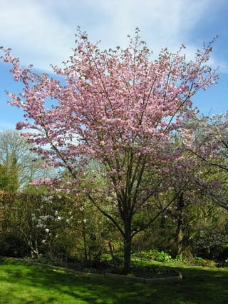 Prunus x yedoensis 'Te Mara' (Yoshino Cherry) in full spring bloom, with an upright, vase-shaped crown of pink blossom in a garden under blue sky.