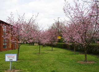 Prunus x yedoensis 'Te Mara' (Yoshino Cherry) trees in full pink blossom, planted in a row along a grassy lawn beside a hedge and brick building.