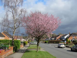 Prunus x yedoensis 'Te Mara' (Yoshino Cherry) in full pink blossom on a grass verge beside a suburban street, with brick houses and a bare silver birch nearby.