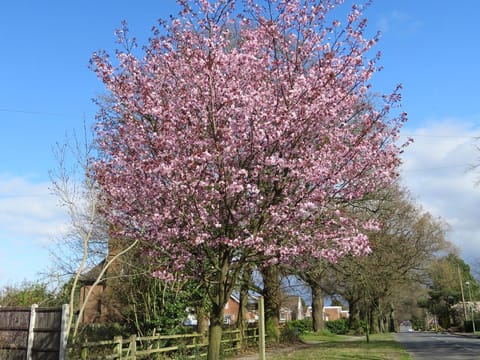 Prunus x yedoensis 'Te Mara'