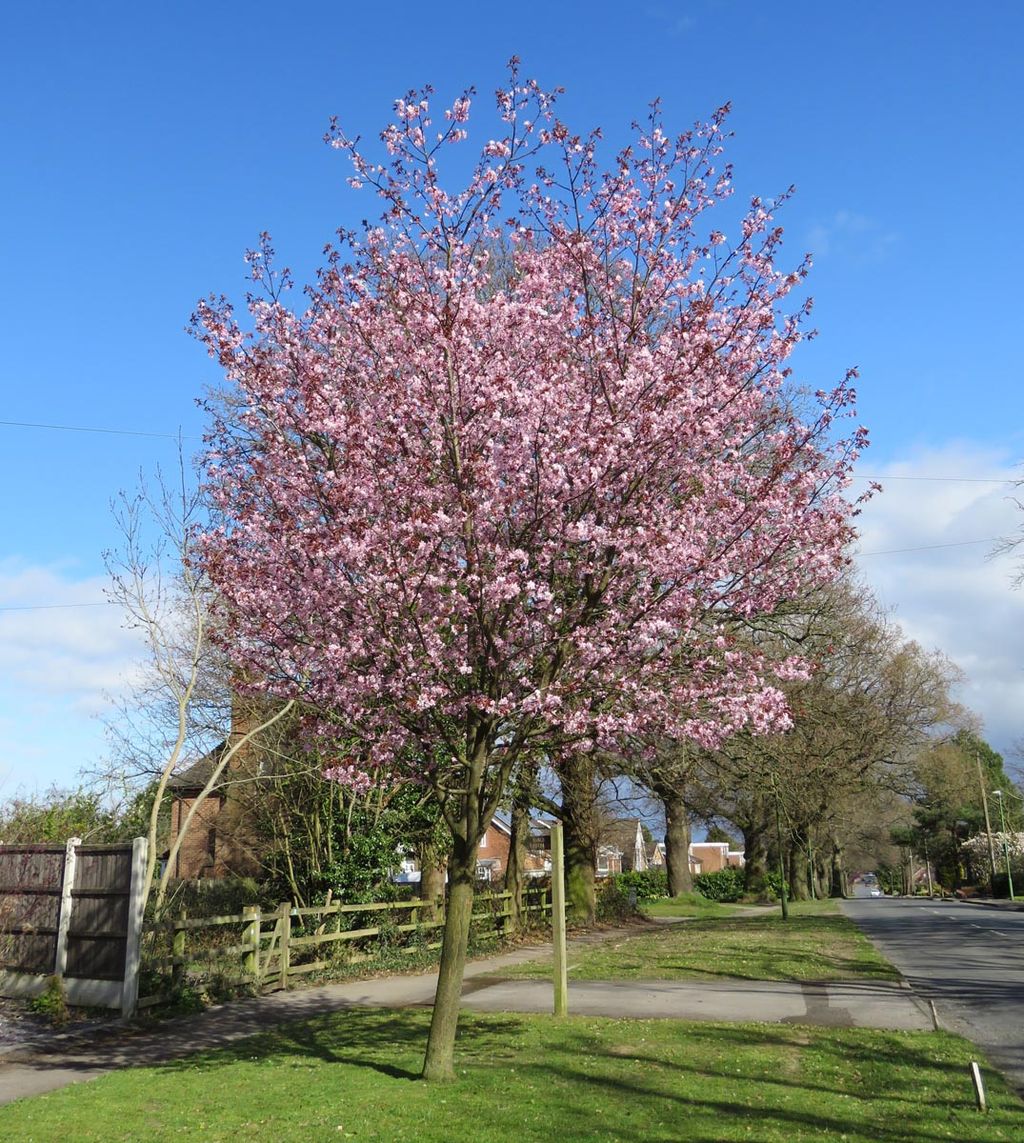 Prunus x yedoensis 'Te Mara' (Yoshino Cherry) in full pink blossom on a grass verge beside a footpath and road, under a blue sky.