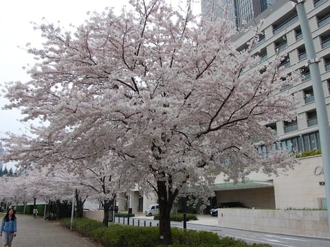 Prunus x yedoensis