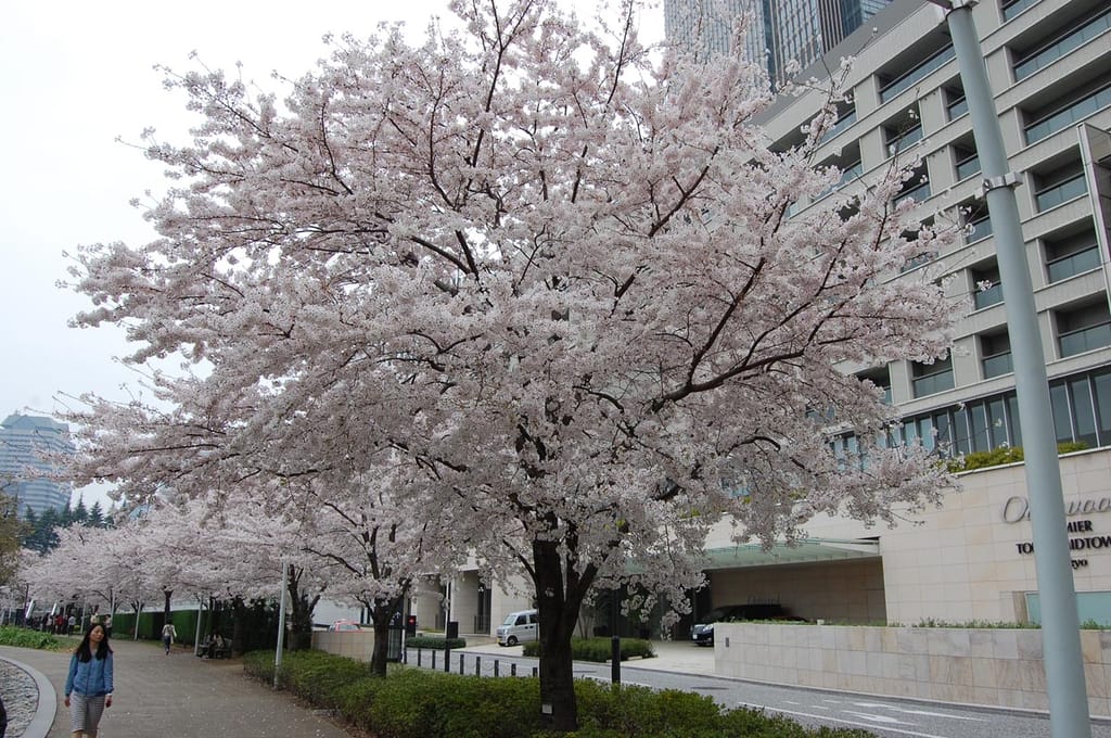 Prunus x yedoensis (Yoshino Cherry) in full pale pink-white blossom beside a footpath, with a row of similar trees and city buildings behind.