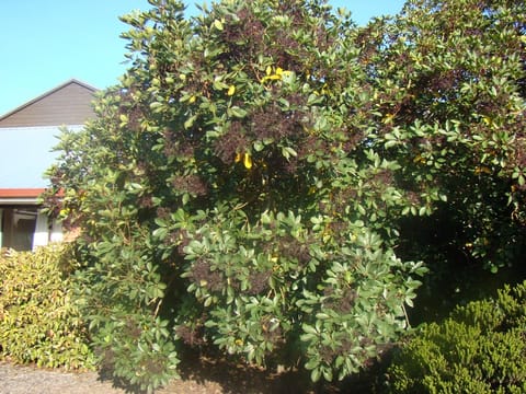 Pseudopanax arboreus