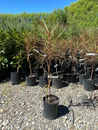 Pseudopanax crassifolius 'Fiddlesticks' (horoeka) in a black planter bag, with an upright reddish stem and long narrow leaves, on gravel at a nursery.